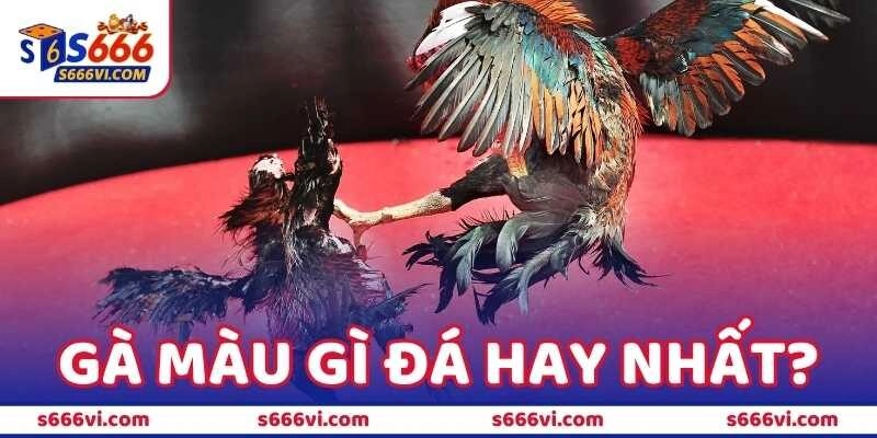 Gà Màu Gì Đá Hay Nhất – Cách Nhận Biết Chiến Kê Đỉnh Cao